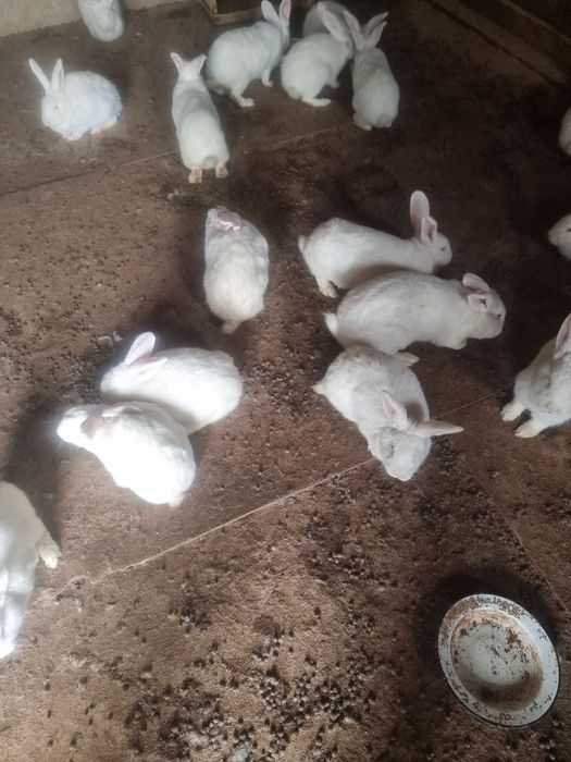 Кролик домашний белый