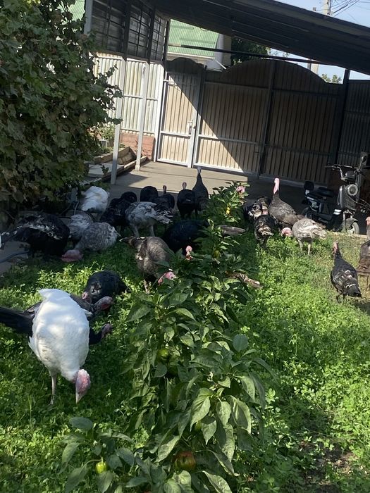 Продам индюков уены разные