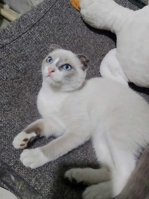 Отдам котенка мальчик 4 месяца