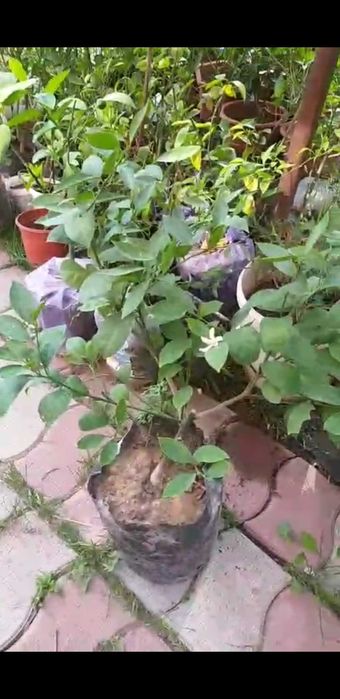 Лимоны цаетущие с плодами плюс подарок