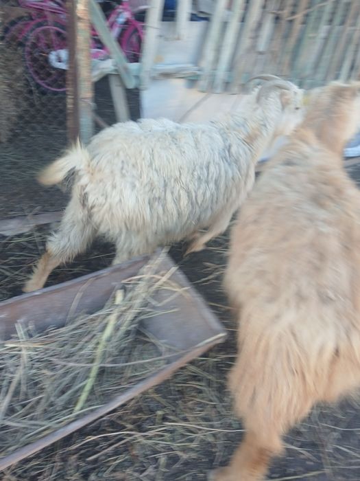 Ешкілер козлы животное