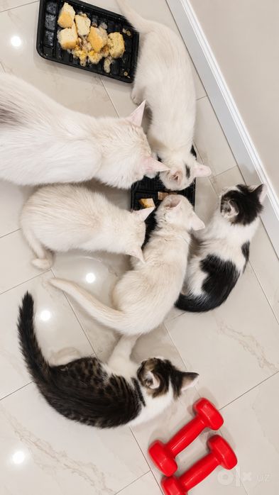 Mushuk Turkish Angora