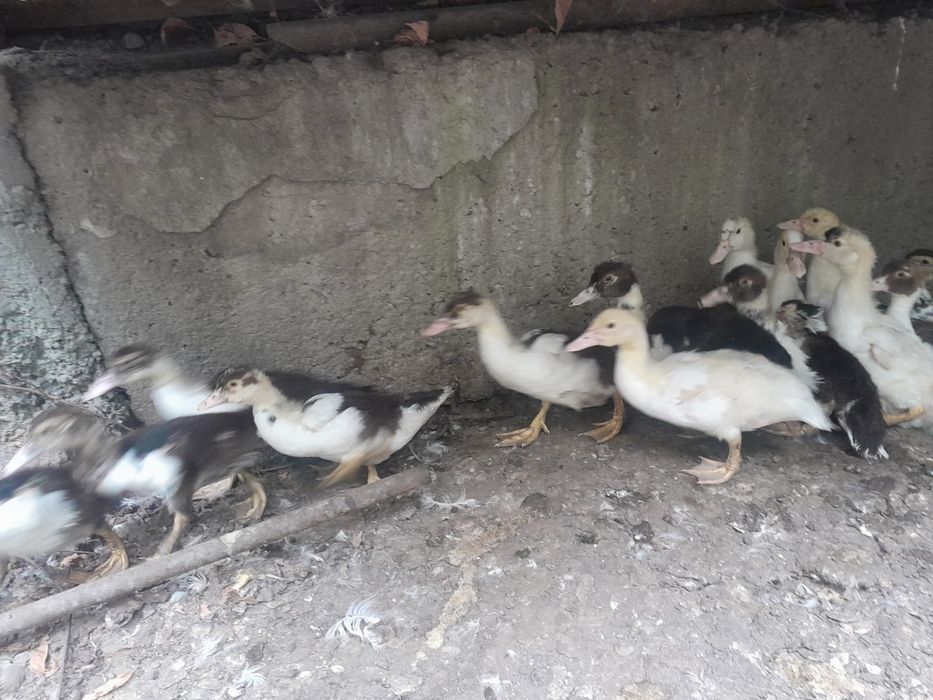 Продам индоутят разного окраса