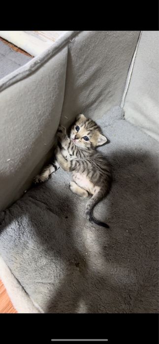 Продам домашних котят