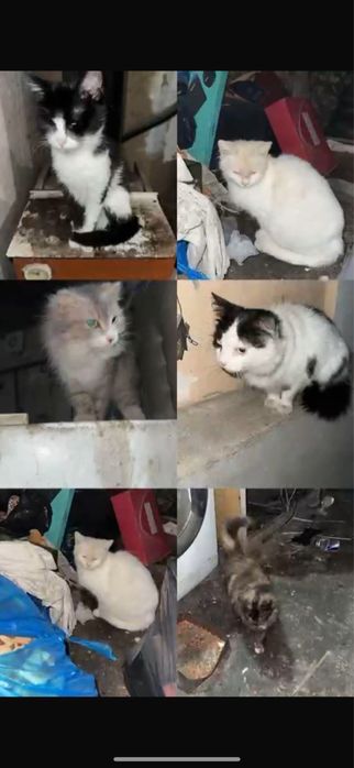 Отдам котиков в добрые руки