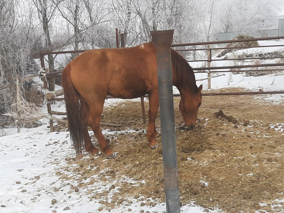 Айғыр, жеребец, лошадь