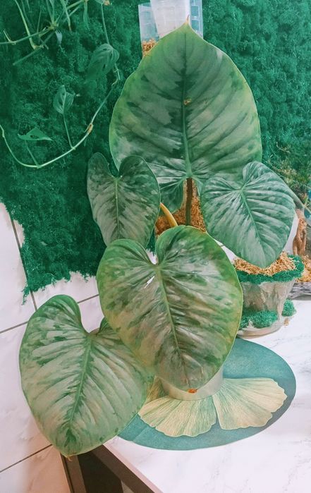 Philodendron Sodiroi