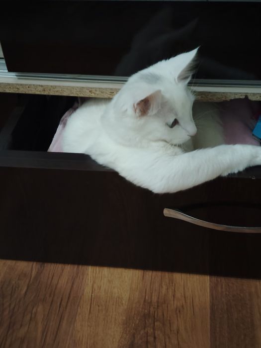 Отдам котов даром