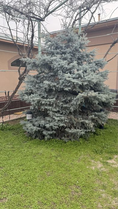 Juda kotta va ko'rkam ko'k archa/ Большая и красивая голубая ель.