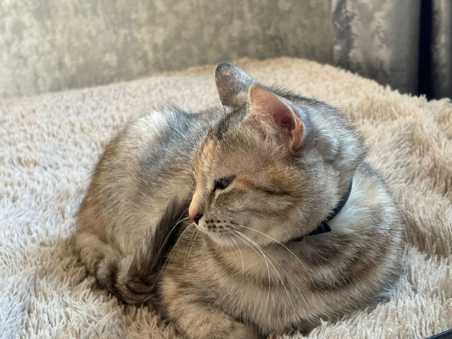 Кошка в добрые руки