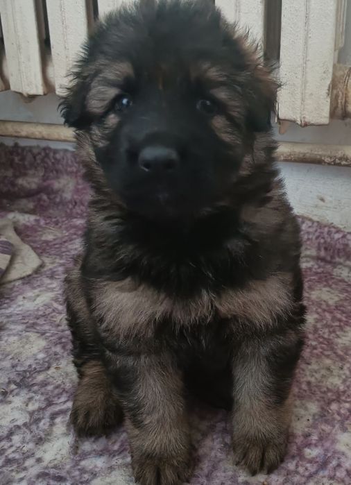 Немецкая овчарка