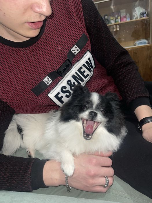 Продаётся шпиц мальчик. Срочно