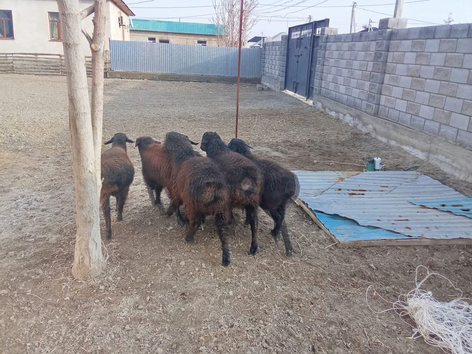 Тоқты қошқар бір ен бір қора