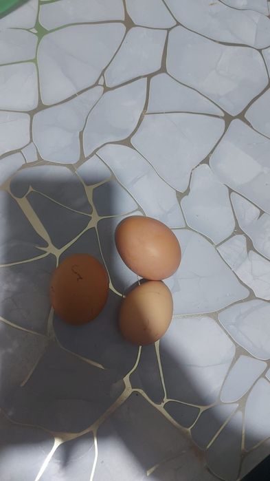 Инкубационный яиц