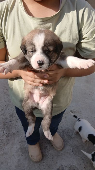 Гайир соглом кучук болалари