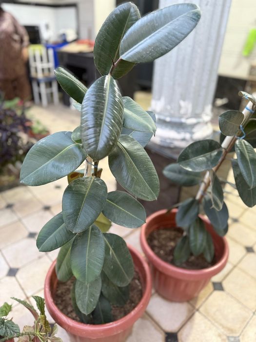 2 ta Fikus guli sotiladi