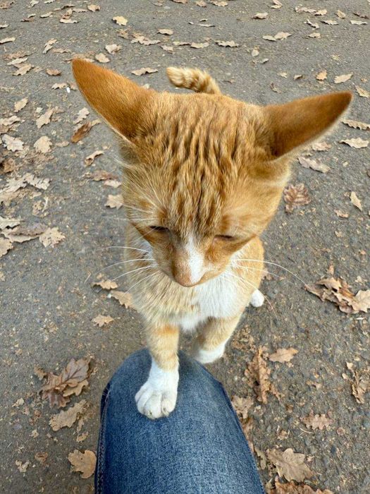 Пристраиваю котика (мальчик) в добрые руки