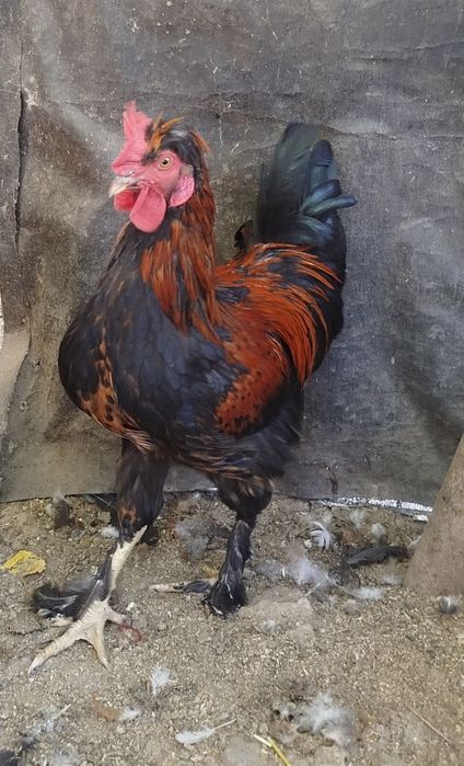 Продаются петушки.