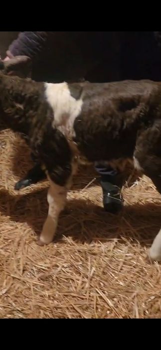 Телята . Ургашы бузаулар сатылады.