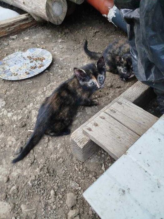 Подарявам 2 мъжки котета