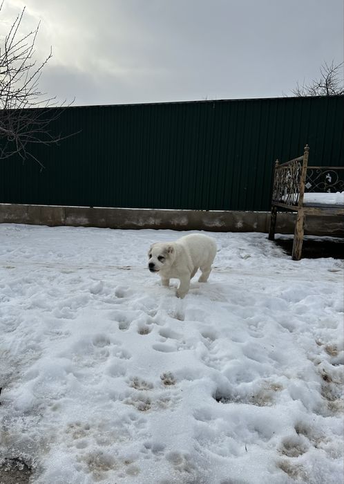 Продажа щенки Алабай(САО)