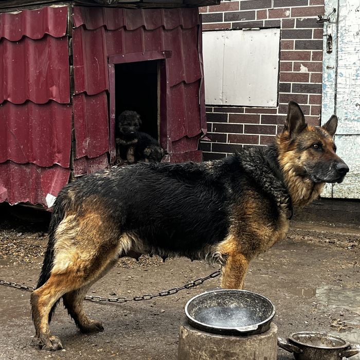 щенки немецкой овчарки продам