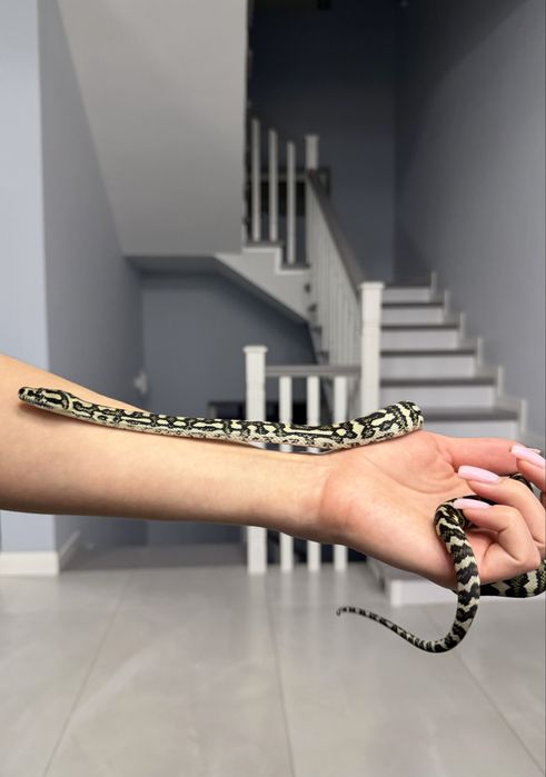 Ковровый Питон. Самка