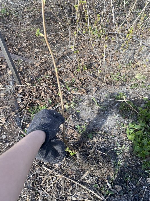 Продам сажанцы смородины черной