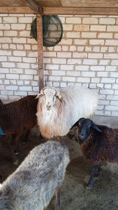 Қошқар сатылады, қошқар