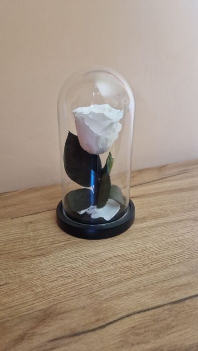 Trandafiri Criogenați – Cadoul care Durează Ani