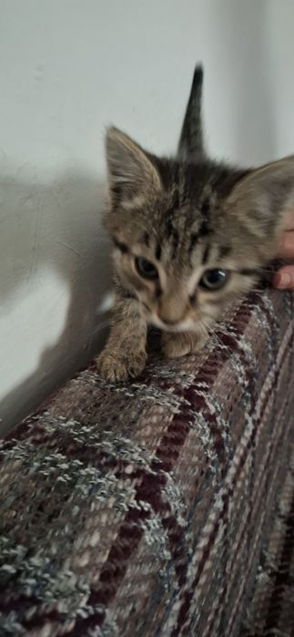 Отдам Котёнка в добрые руки