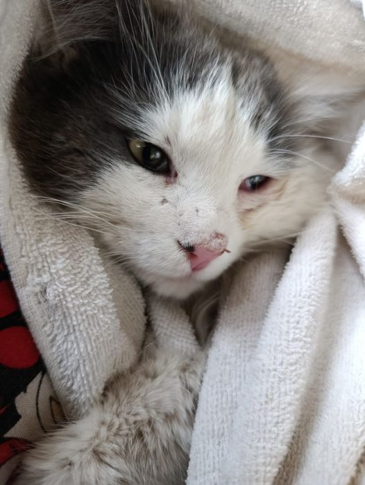 Ищем дом Мурзику