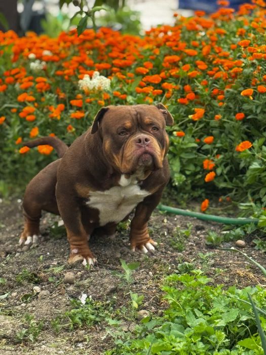 American bully pocket