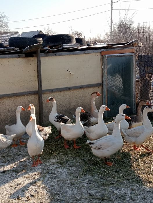Семіз Қаз сатылады.