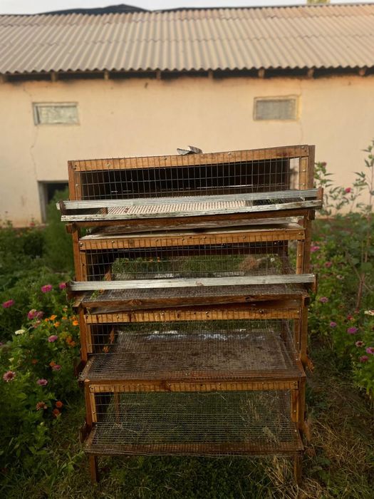 Бодене кора бу/у