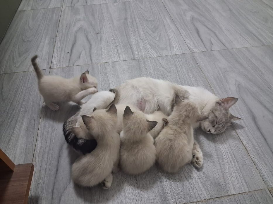 Маленькие красивые котята