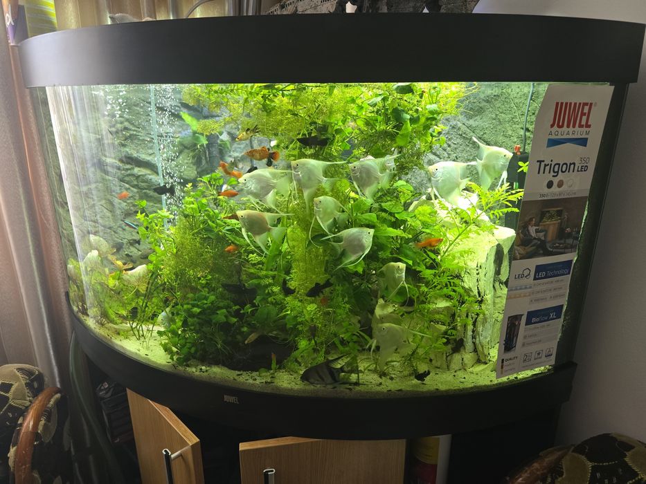 Acvariu juwel 350 Trigon NOU