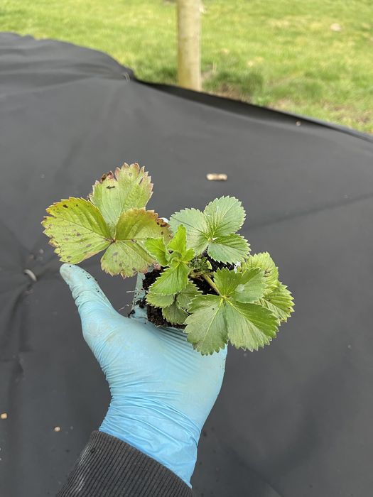 Căpșuni și fragi de padure !!