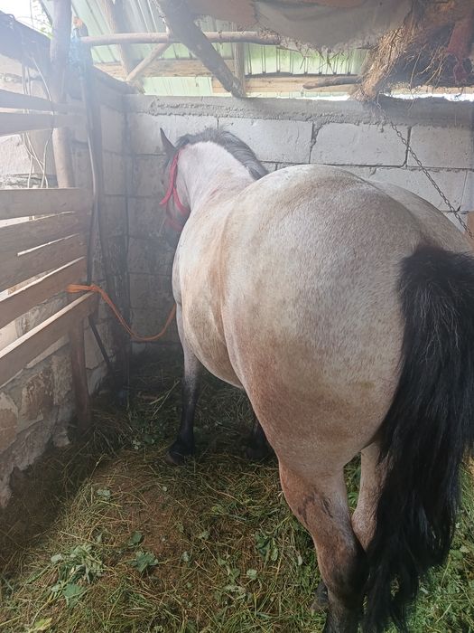 De vânzare maza de 3 ani