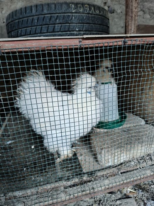 Cocosi mătase japoneză și italiană