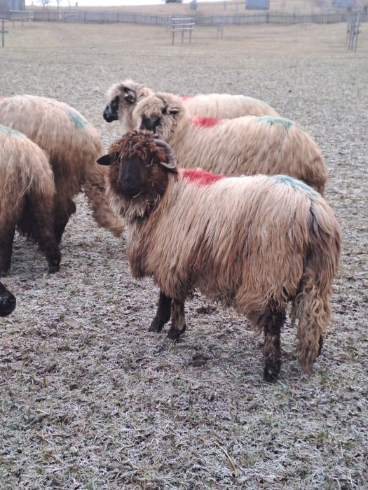 Vând sau schimb berbecuț!!