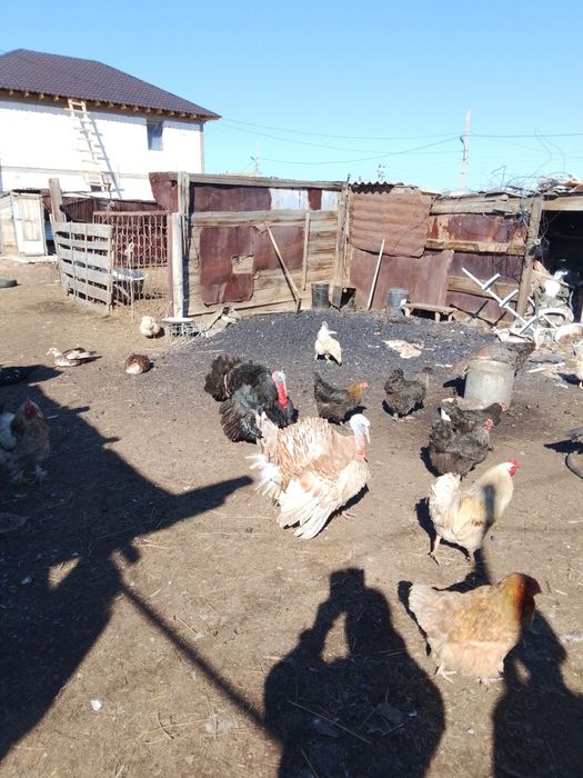 Срочно продается.