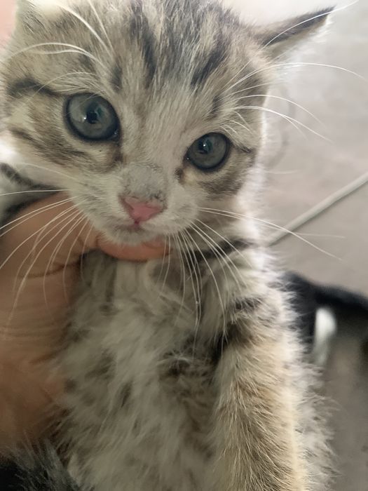 Отдам котят в добрые руки