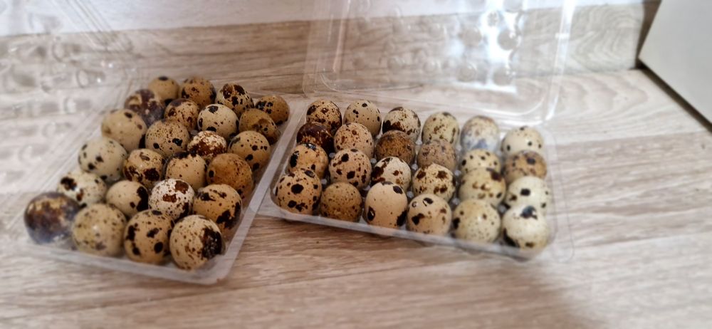 Oua de prepelita