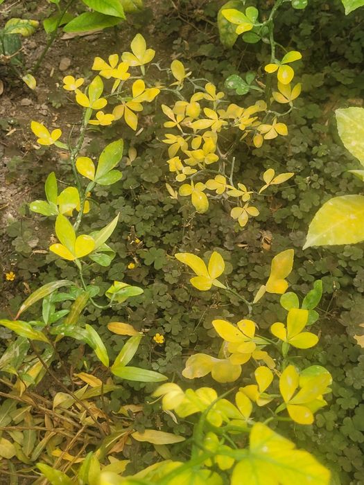 Саженцы дикого лимона