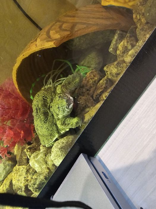 Трионикс китайский.  Черепаха  аквариумная.