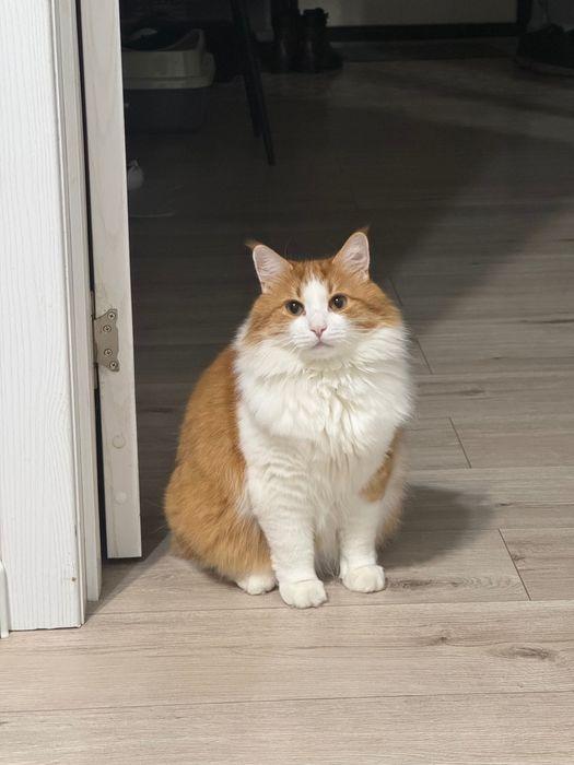 Отдам кота в добрый руки