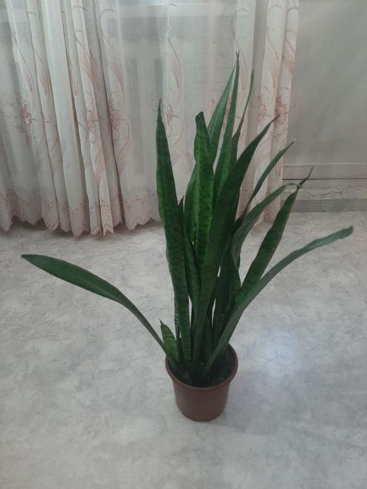 Комнатные растения