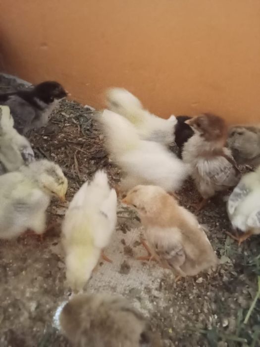 Тауық балапандары