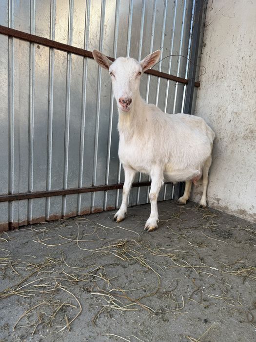 Capre saanen rasa pura